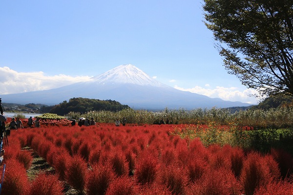 富士山とコキア