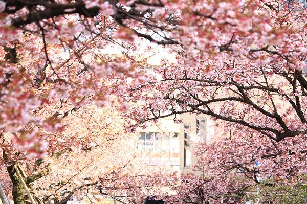 熱海桜