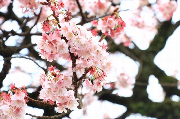 熱海桜