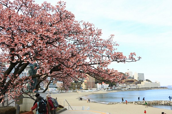 熱海桜海