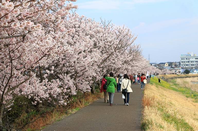 春めき桜並木道
