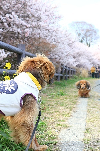 わんこ　桜
