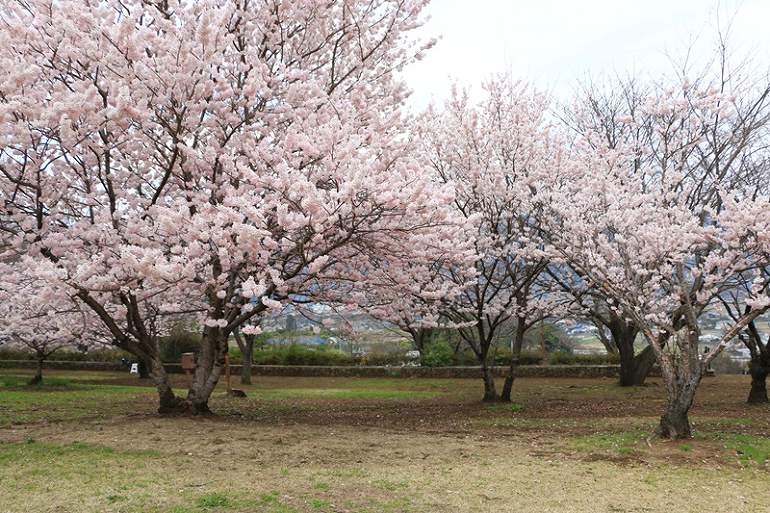 春めき桜満開