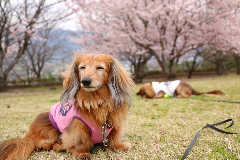 ワンコと桜