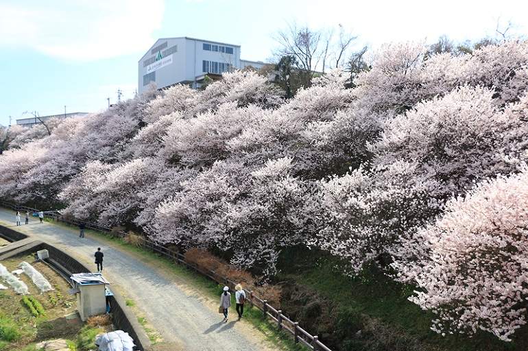 春めき桜　土手
