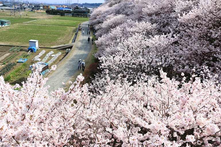 春めき桜　土手