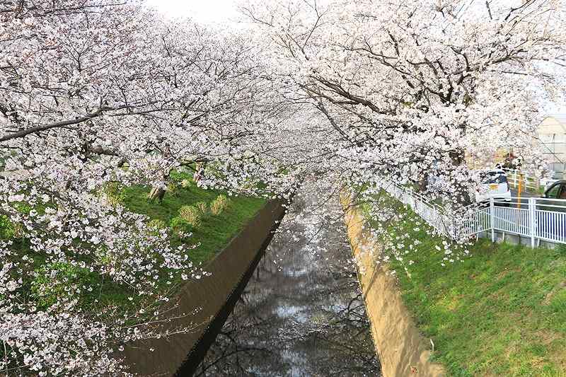 渋田川桜全景