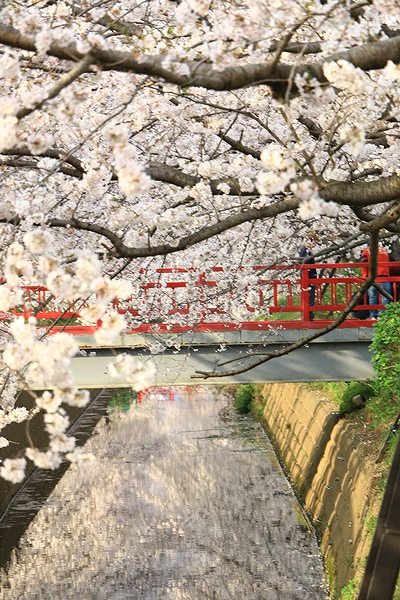 渋田川桜と赤い橋