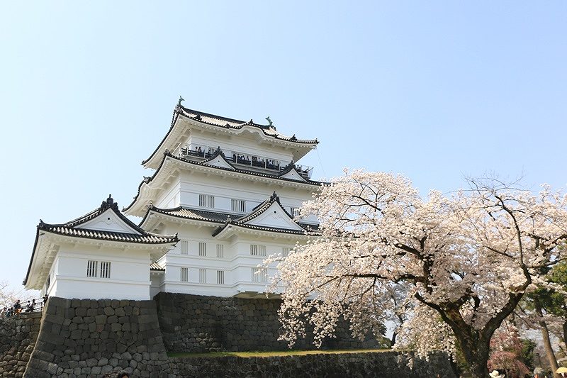 小田原城と桜