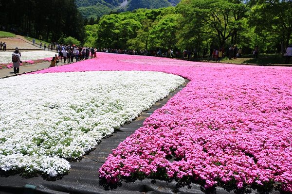 芝桜公園