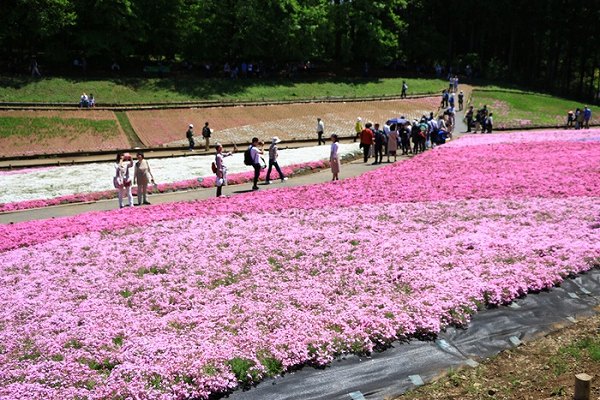 芝桜公園