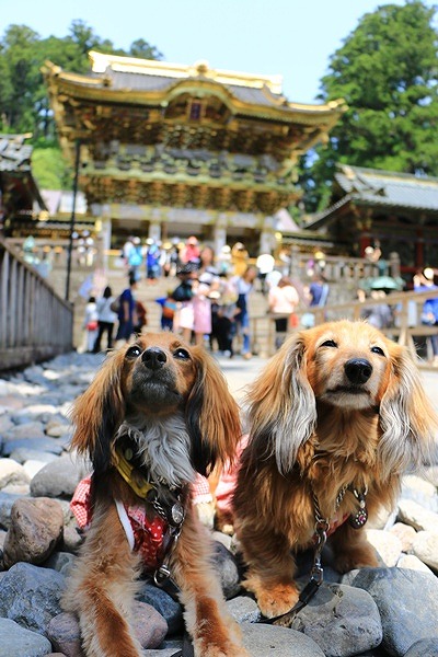 日光東照宮と２ワンコ