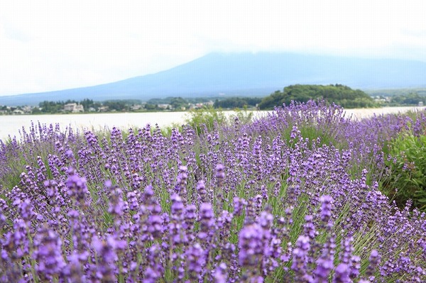 ラベンダー全景