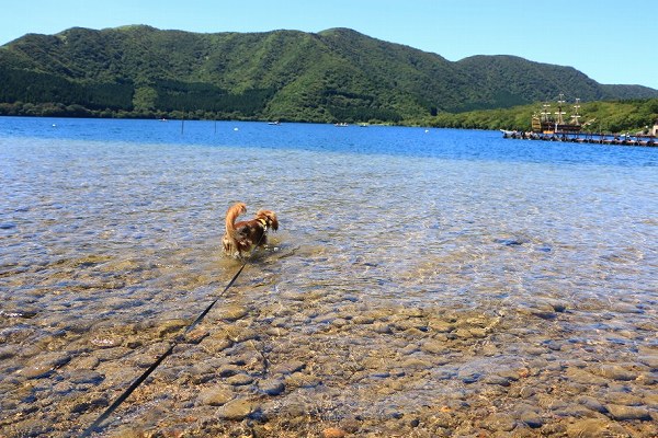 湖に入るくるみ