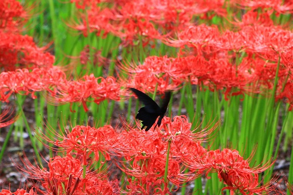 曼殊沙華と蝶