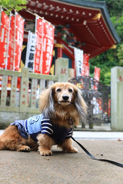 あんずと江ノ島神社