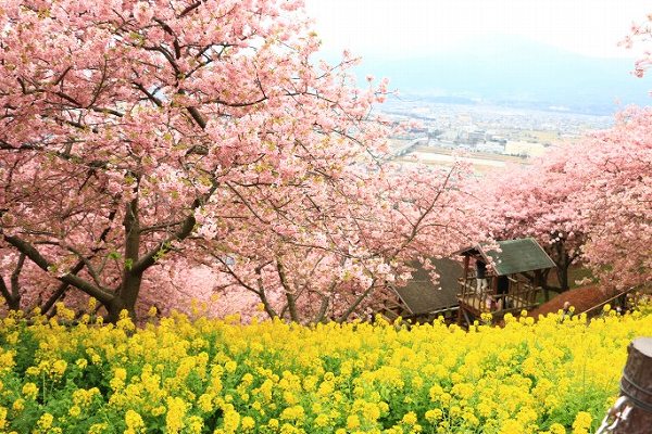 河津桜と菜の花