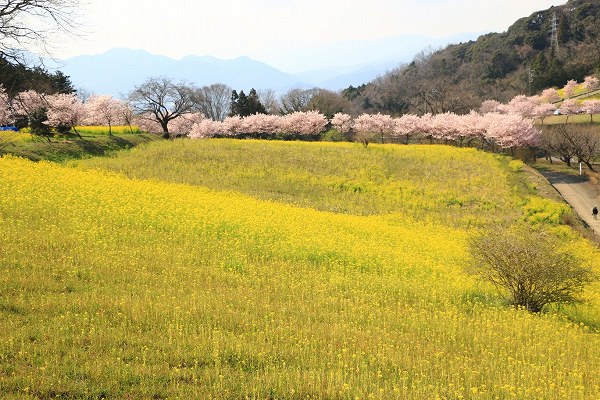 蜂花苑看板