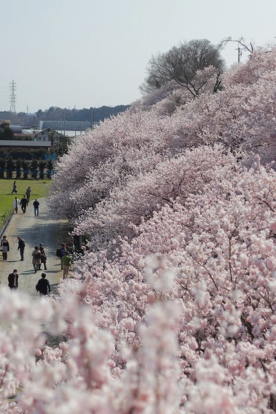 一の堰春めき桜