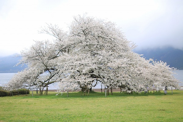 大島桜