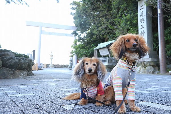 二見輿玉神社鳥居と2ワンコ