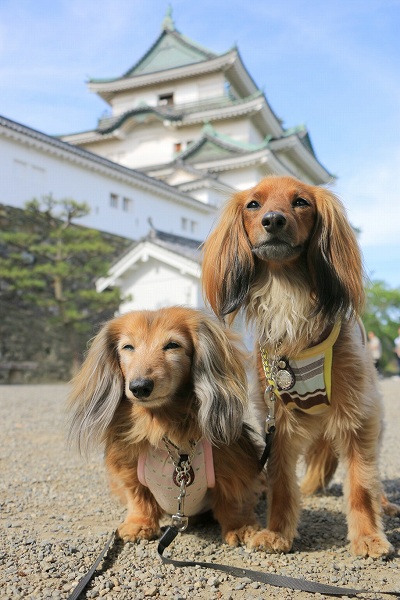 和歌山城と2ワンコ