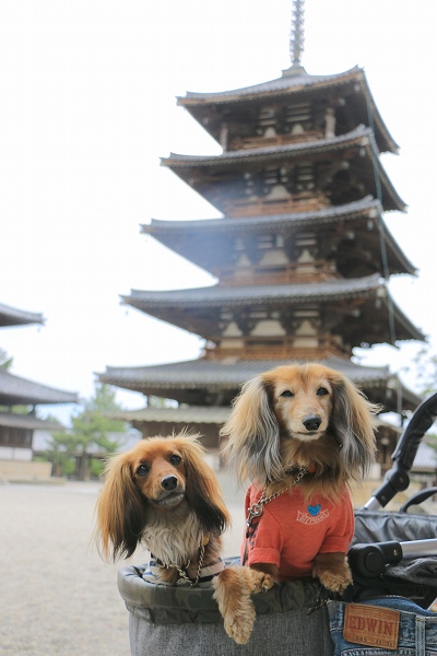 法隆寺五重塔と2ワンコ