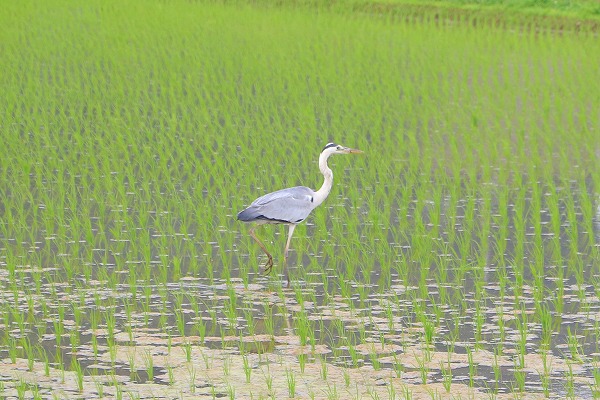 鳥のサギ