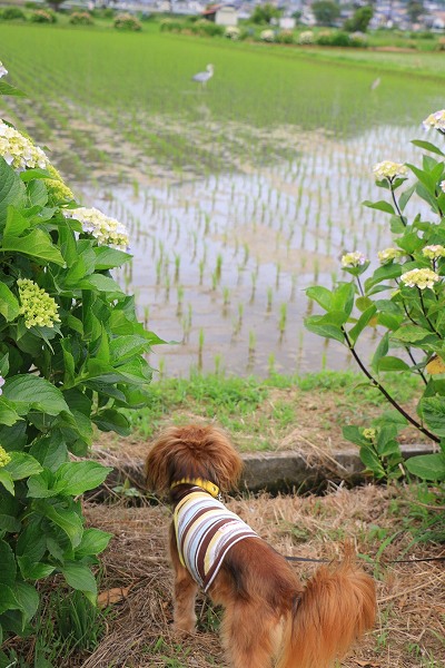 くるみとサギ